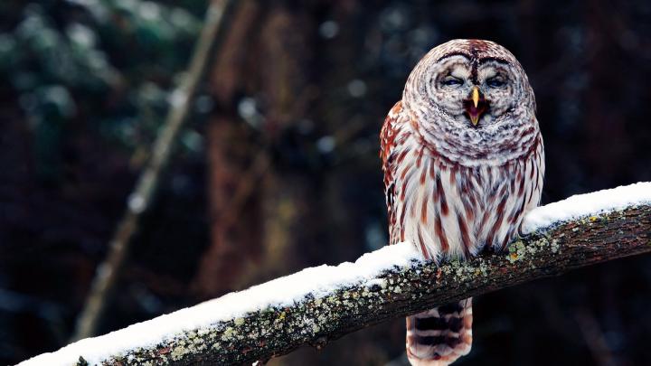 Owl Wallpapers (77+ background pictures)