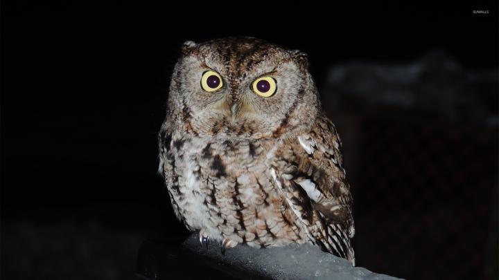 Owl [11] wallpaper - Animal wallpapers - #31205