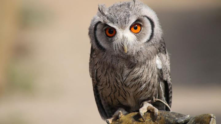 HD Owl Wallpapers - Top Free HD Owl Backgrounds - WallpaperAccess