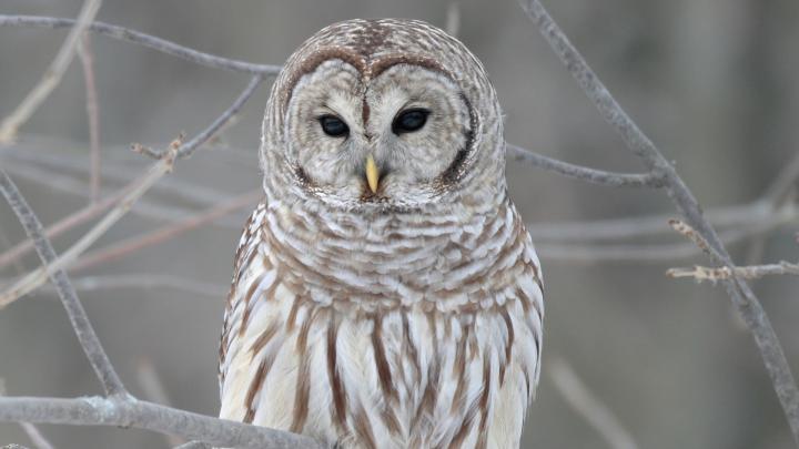 Owl Wallpaper for 1920x1080