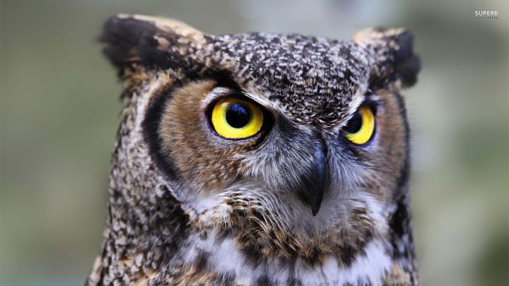 Owl wallpaper | 1920x1080 | #40754