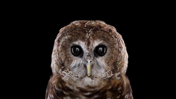 Baby Owl Wallpaper (63+ images)