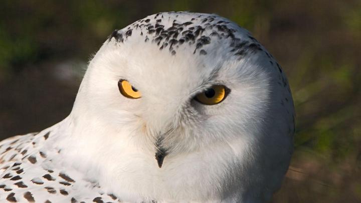 White Owl Wallpaper (65+ images)