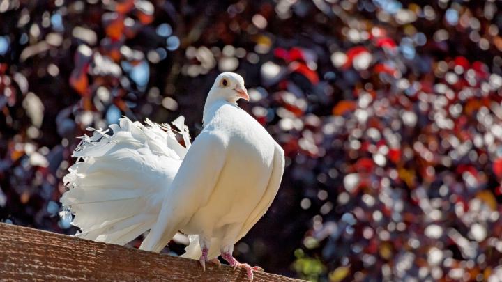 Download wallpaper: White pigeon 1920x1080