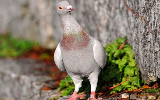 Pigeon Wallpapers - Top Free Pigeon Backgrounds - WallpaperAccess