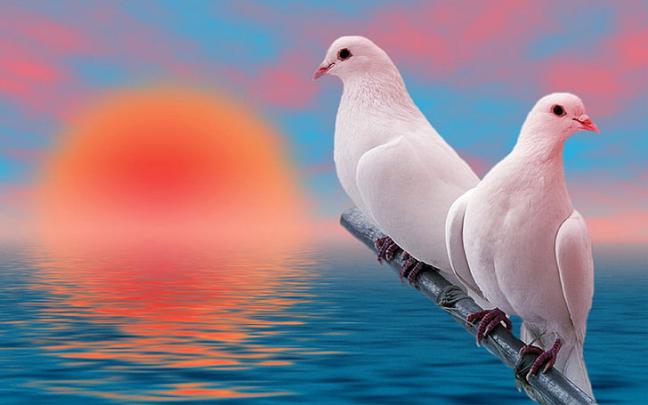 View 24 White Pigeon Images Hd Download - ferelectil