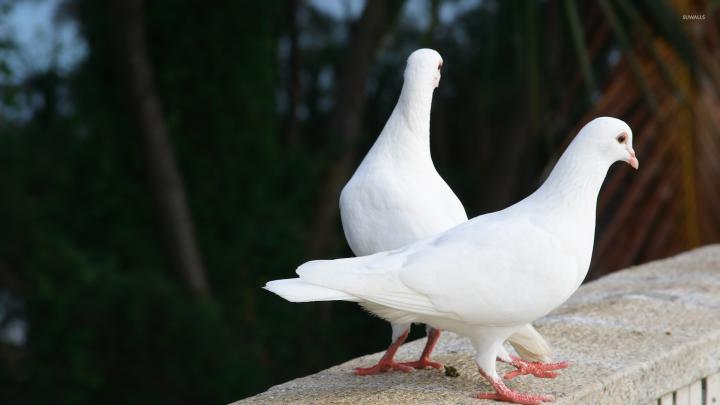 White doves wallpaper - Animal wallpapers - #45643