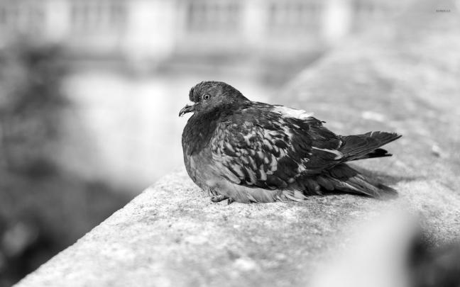 Pigeon [8] wallpaper - Animal wallpapers - #33651
