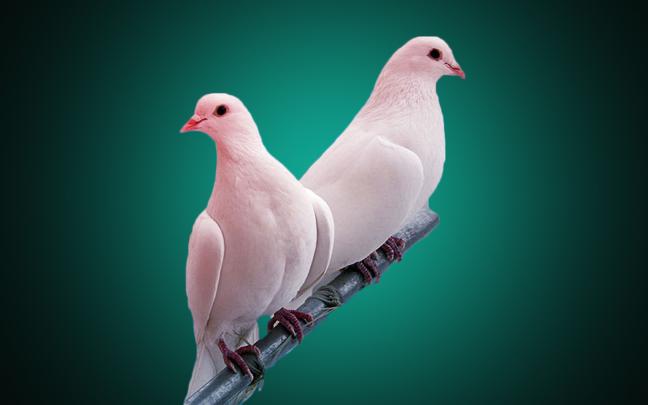 Pigeon Wallpapers - Top Free Pigeon Backgrounds - WallpaperAccess
