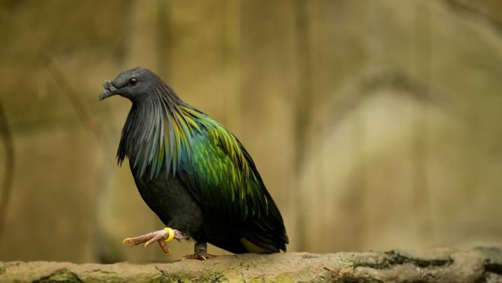 Pigeon Wallpapers - Top Free Pigeon Backgrounds - WallpaperAccess