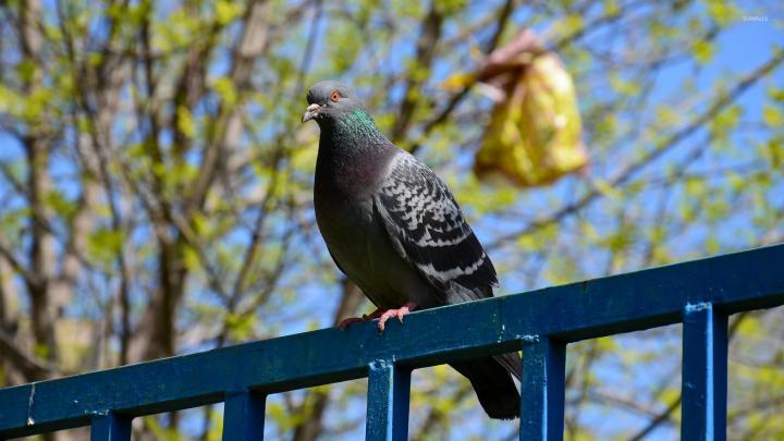Pigeon on the metallic fence under a tree wallpaper - Animal wallpapers 
