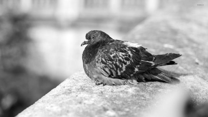 Pigeon [8] wallpaper - Animal wallpapers - #33651