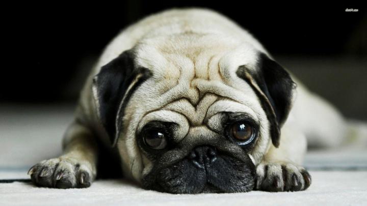 Cute Pug Wallpapers (69+ images)