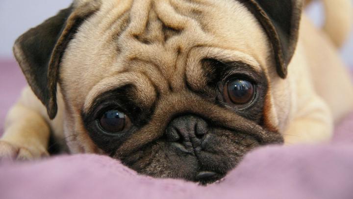Free download Download Wallpaper 1920x1080 pug puppy snout eyes lie 