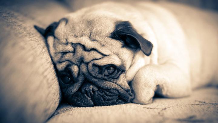 Cute Pug Wallpapers (69+ images)