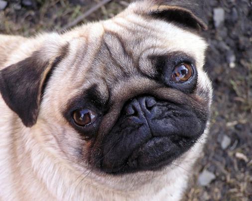 Pug Wallpaper for Computer -