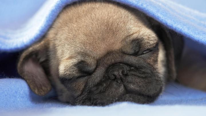 Free download pug desktop wallpaper 148 for Pug Desktop Wallpaper 