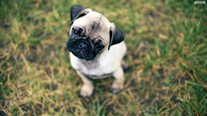 Pug Puppies Wallpaper \u00b7\u2460 