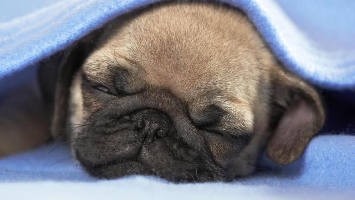 Pug Puppy Wallpaper -