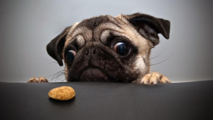 Cute Pug Wallpapers (69+ images)