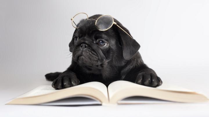 [49+] Pug Wallpaper for Desktop Background 
