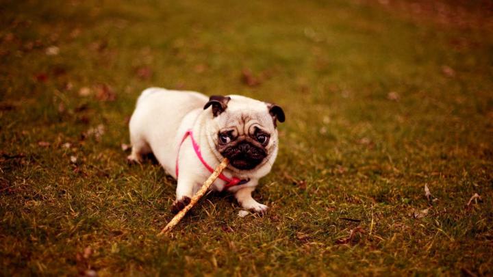 Free Pug Wallpapers -