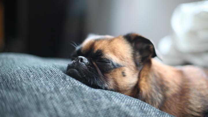 Pug Puppy Wallpaper (66+ images)