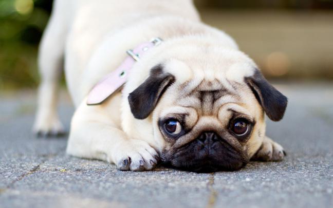 Cute Pug Wallpapers (69+ images)