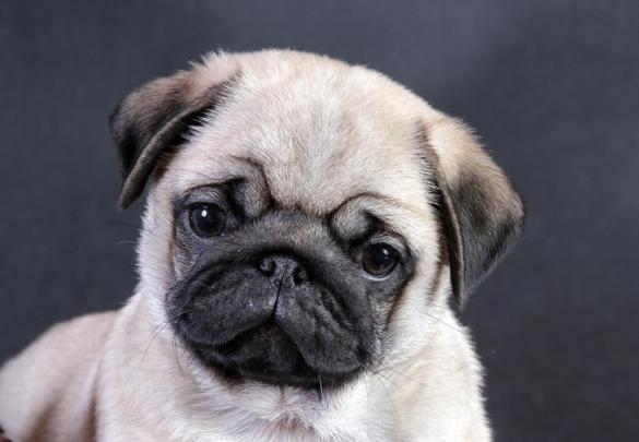 Black Pug Wallpaper -