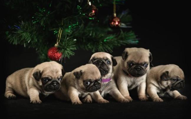Pug HD Wallpaper | Background Image | 1920x1080