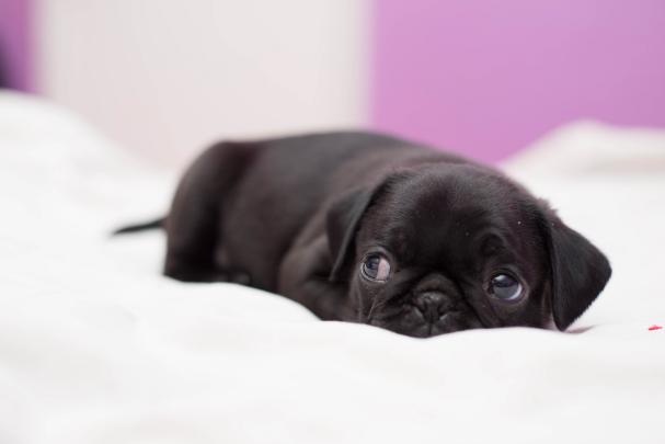 Black Pug Wallpapers (66+ background pictures)