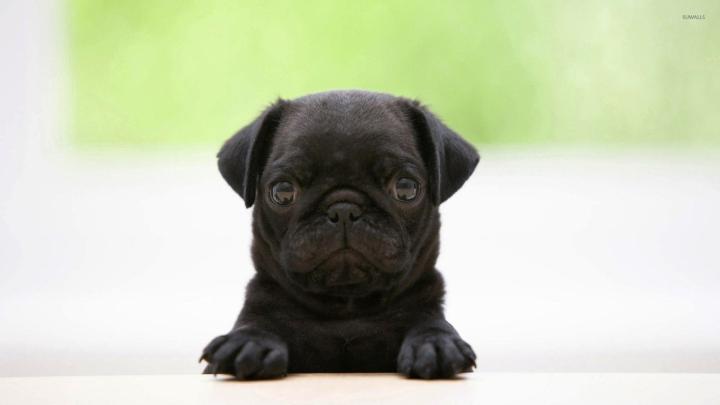 Black Pug Wallpaper -