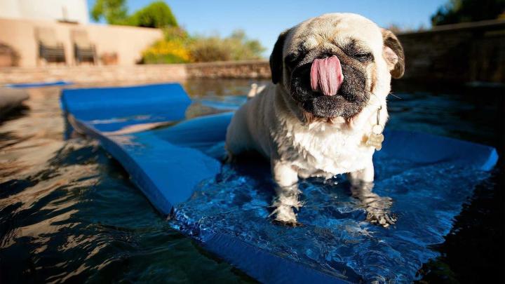 Black Pug Wallpapers (66+ background pictures)