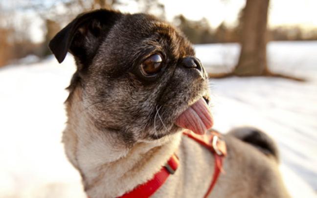 Pug with its tongue out wallpaper - Animal wallpapers - #51090