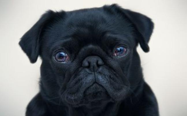 Black pug wallpaper - Animal wallpapers - #32808