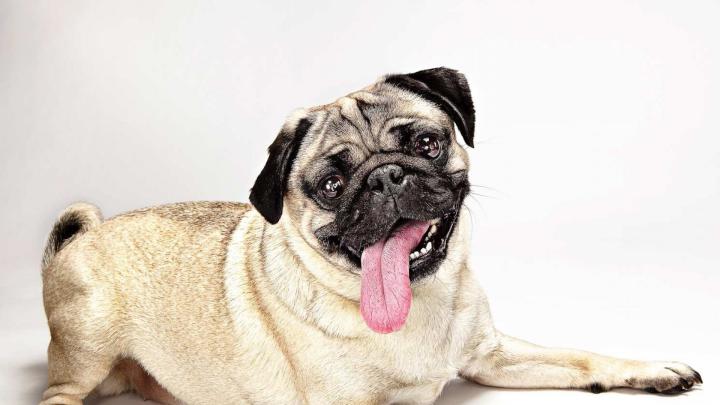 Download Wallpaper 1920x1080 pug, dog, tongue, baby Full HD 1080p HD 