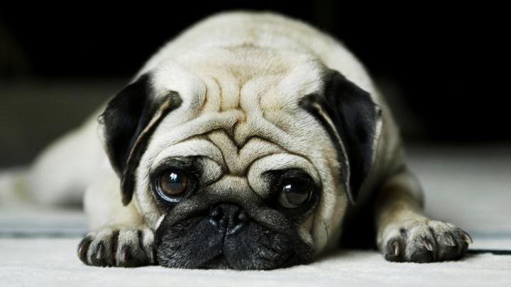 Cute Pug wallpaper | 1920x1080 | #12499