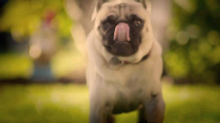 Pug Puppies Wallpaper Desktop -