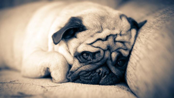 Cute Pug Wallpapers (69+ images)