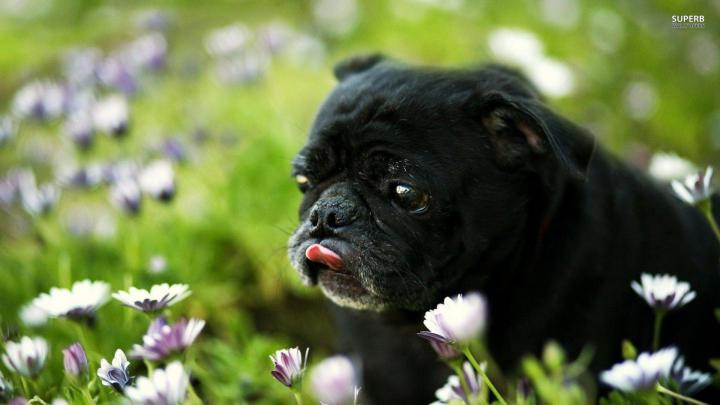 Cute Pug Wallpapers (69+ images)