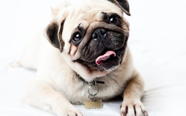 Pug Wallpaper for Widescreen Desktop PC 1920x1080 Full HD