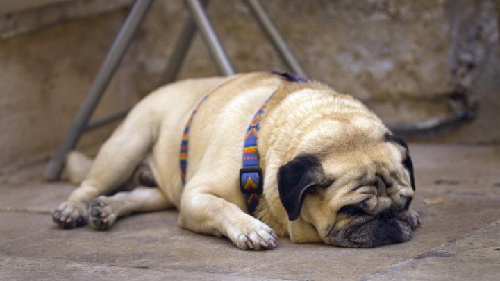 Cute Pug Wallpapers (69+ images)