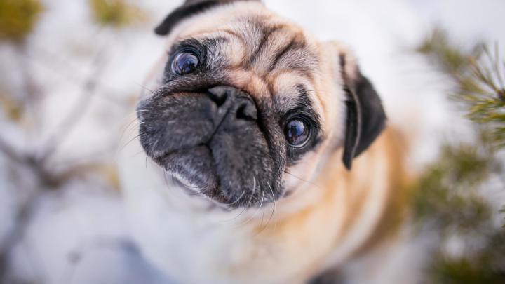 Download hd 1920x1080 Pug desktop background 282900 for free