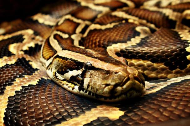 Burmese Python Wallpaper -
