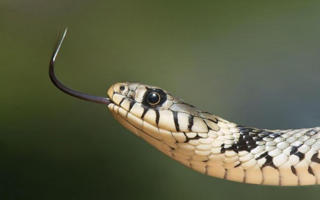 Cute Snake Wallpapers - Top Free Cute Snake Backgrounds - WallpaperAccess