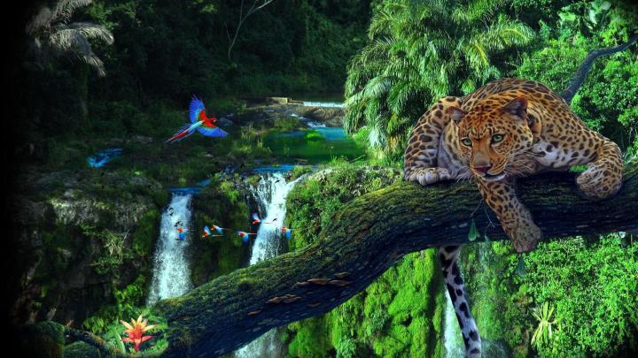 Rainforest Wallpapers - Top Free Rainforest Backgrounds - WallpaperAccess