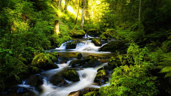 Rainforest wallpaper | 1920x1080 | #55393