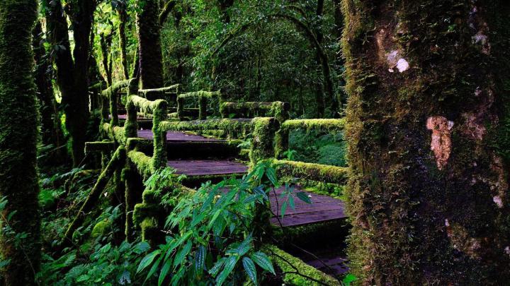 Rainforest Backgrounds (60+ images)