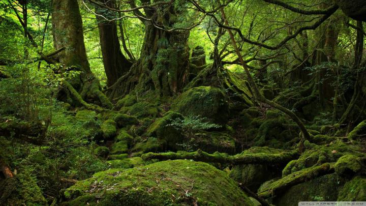 Tropical RainForest Wallpaper \u00b7\u2460 