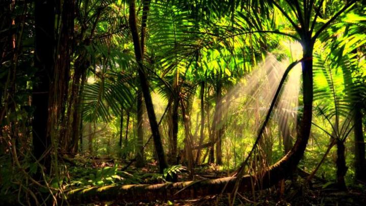 Rainy Forest Wallpaper (59+ images)